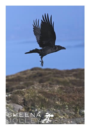 Raven  world's biggest crow  Sherkin Island bird  Ireland photograph Raven.jpg Raven.jpg Raven.jpg Raven.jpg